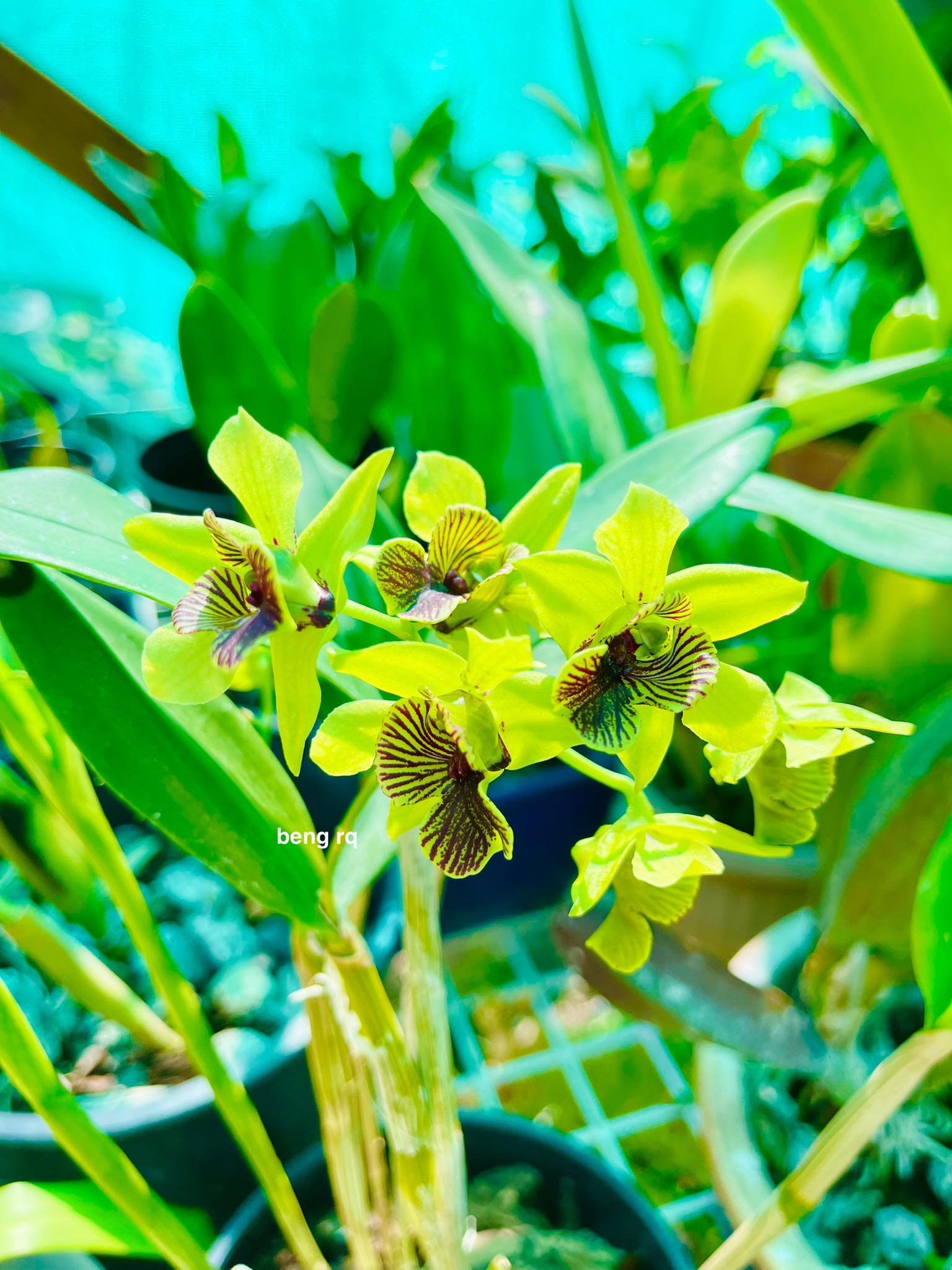 Dendrobium Green Flash ( Andree Millar x convolutum)