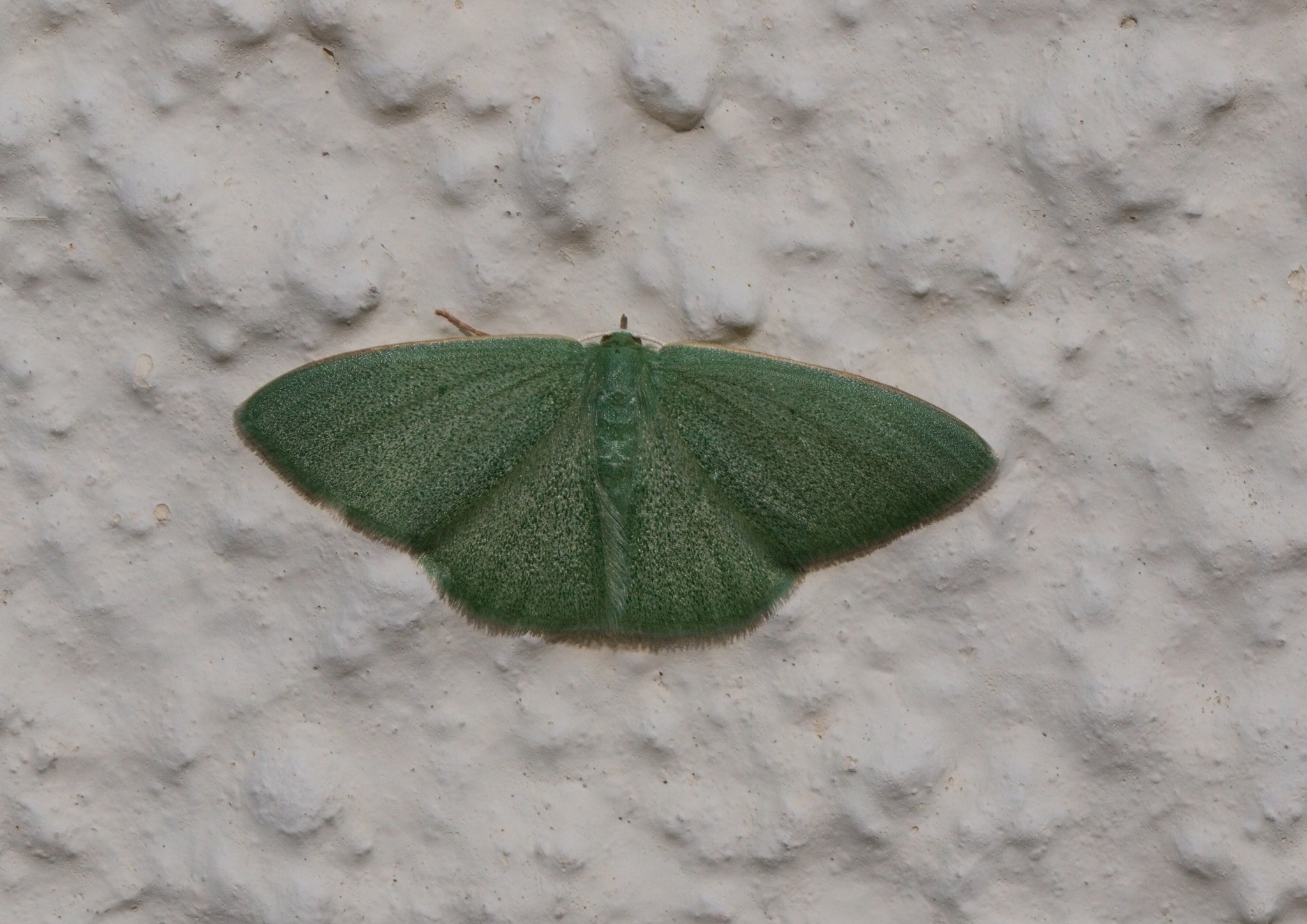 What is this green moth species?