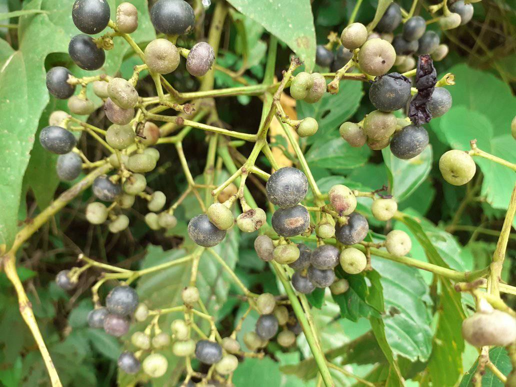 বাঙলার গাছ-গাছড়া (Banglar gach-gachra) | বন চালতা | Facebook