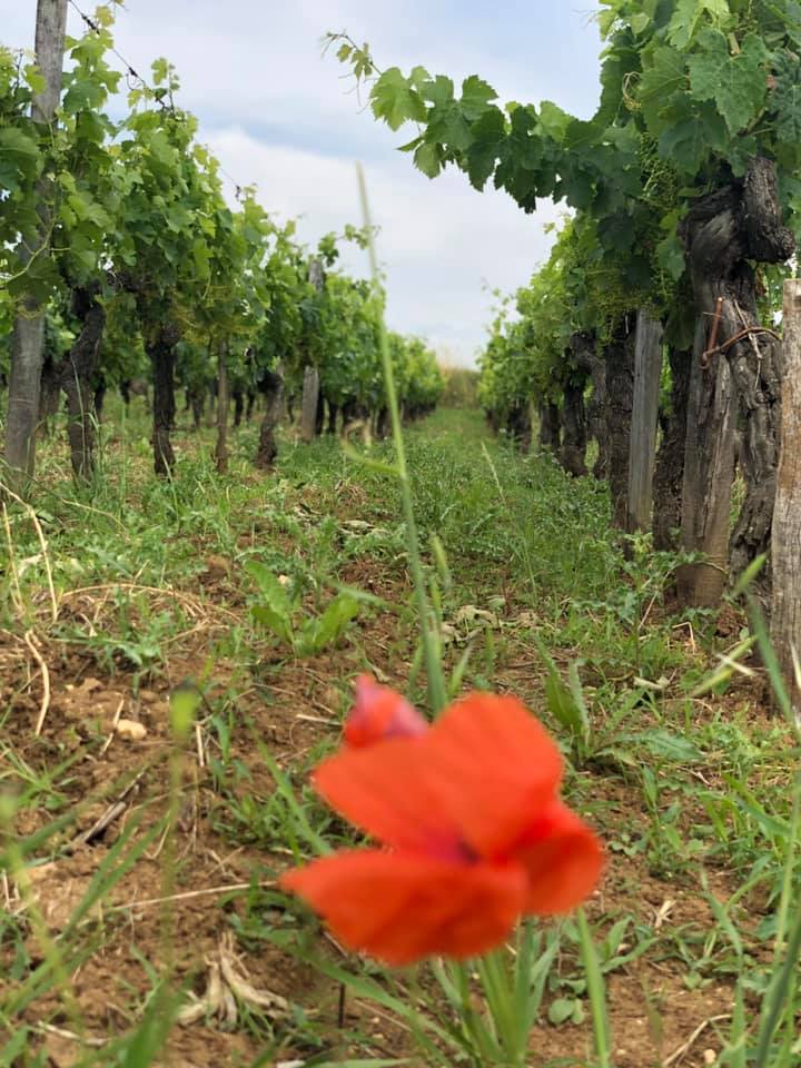 tapon-saint-emilion