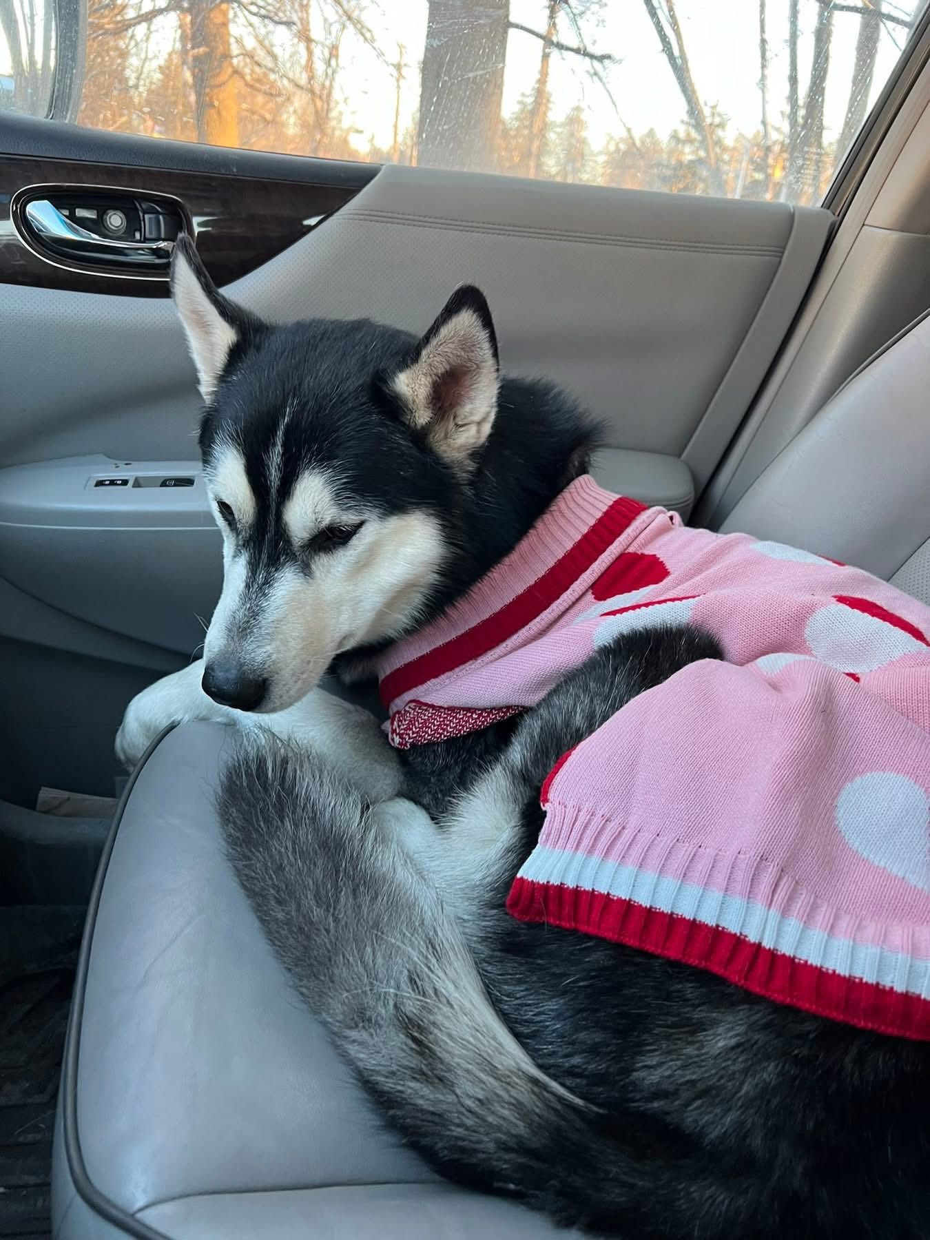 🐾🐾 SHARING…LOST HUSKY, North Royalton, Ohio near York and Julia