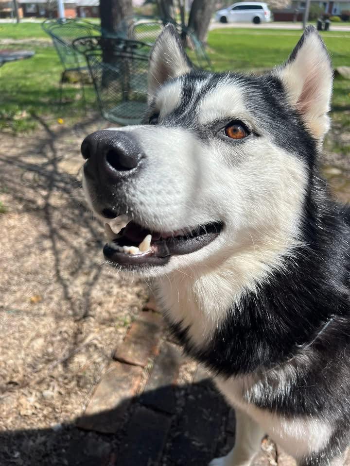 🐾🐾 SHARING…LOST HUSKY, North Royalton, Ohio near York and Julia
