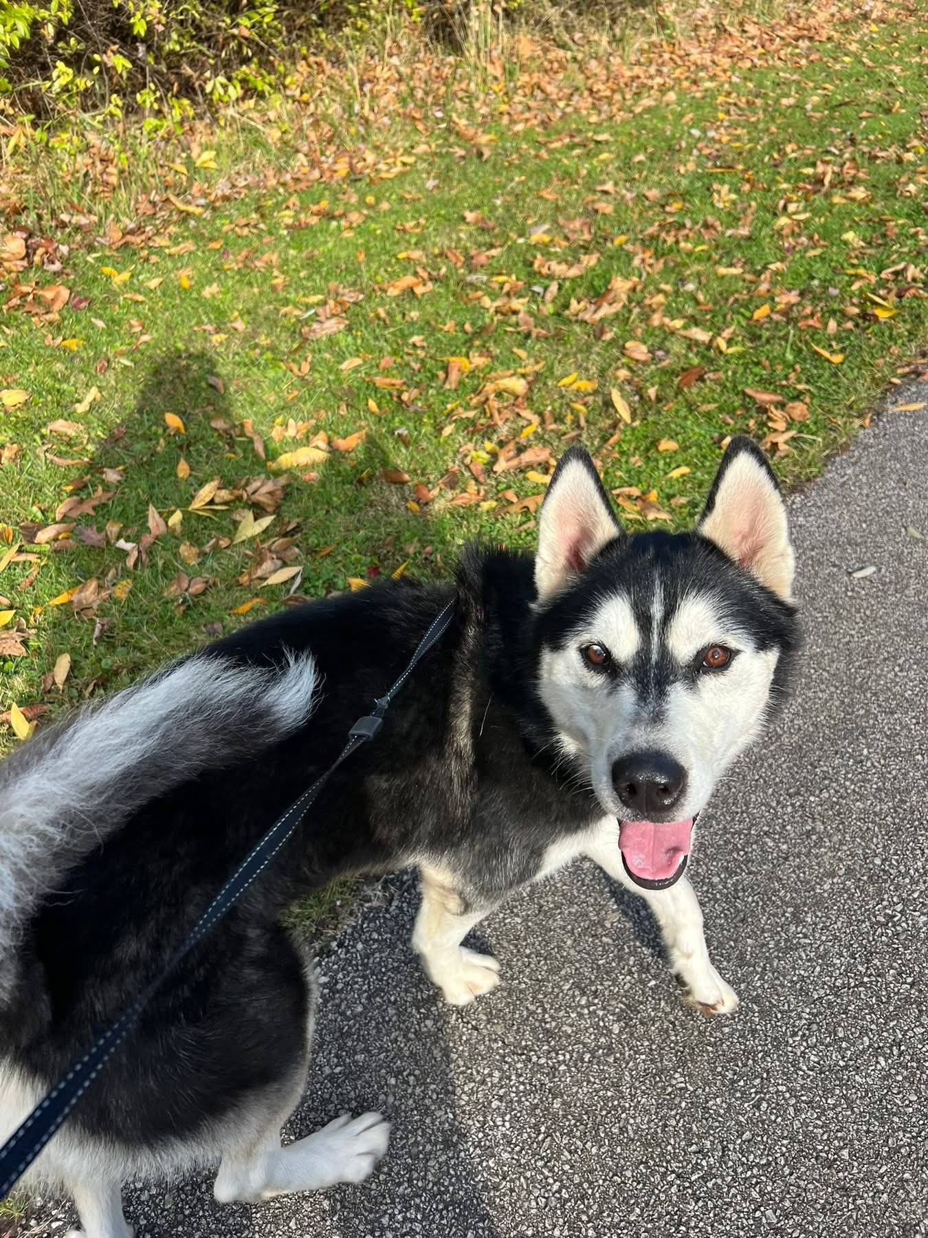 🐾🐾 SHARING…LOST HUSKY, North Royalton, Ohio near York and Julia