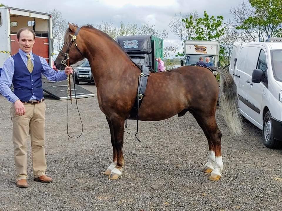Llamri Twm Sion Cati 1st Welsh Pony G T Welsh Ponies Facebook llamri twm sion cati 1st welsh pony
