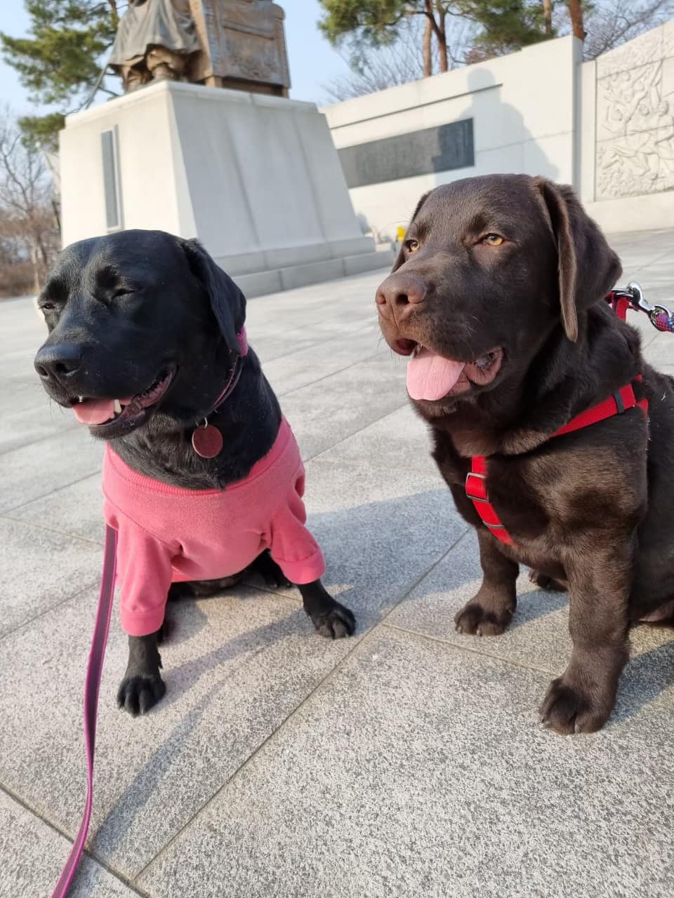 ตอนด็อบบี้ 5 เดือน ดูดิ ยังกะ 1 ปี... - Dobby Bambii labrador | Facebook