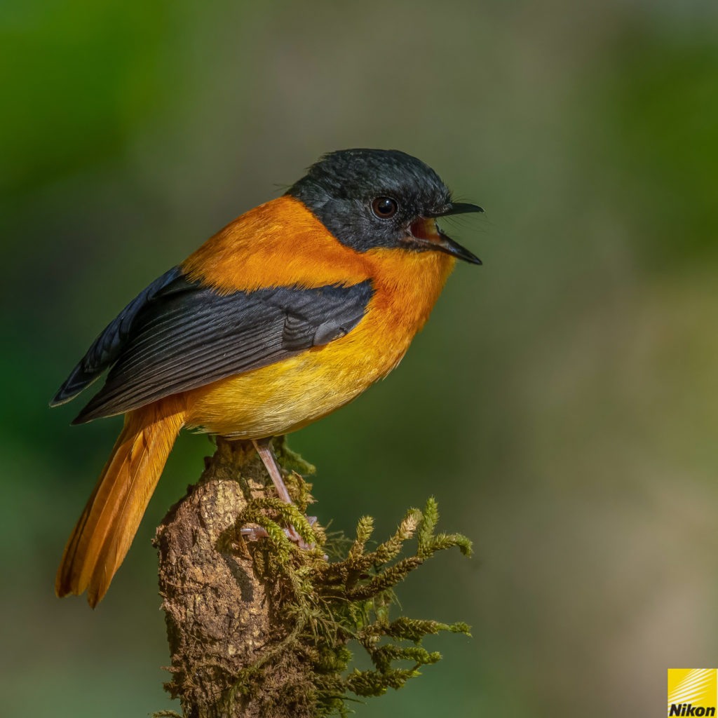 Nature inFocus - #NiFHiveFeature: Sreedhar L photographed a Black-and ...