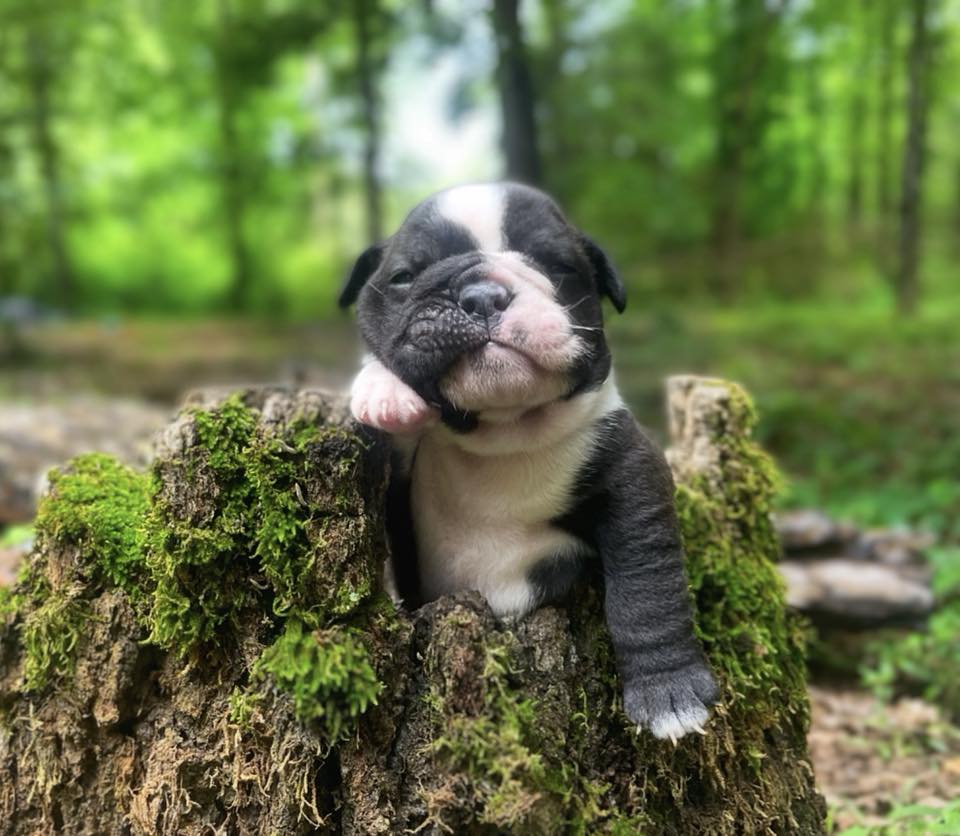 Olde English Bulldogs of the South | Facebook