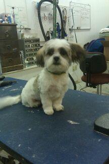 Happy Paws Pet Grooming | Milford NH