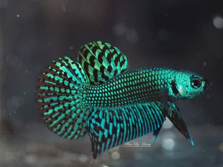 Wild Betta Malaysia Seller Home Facebook