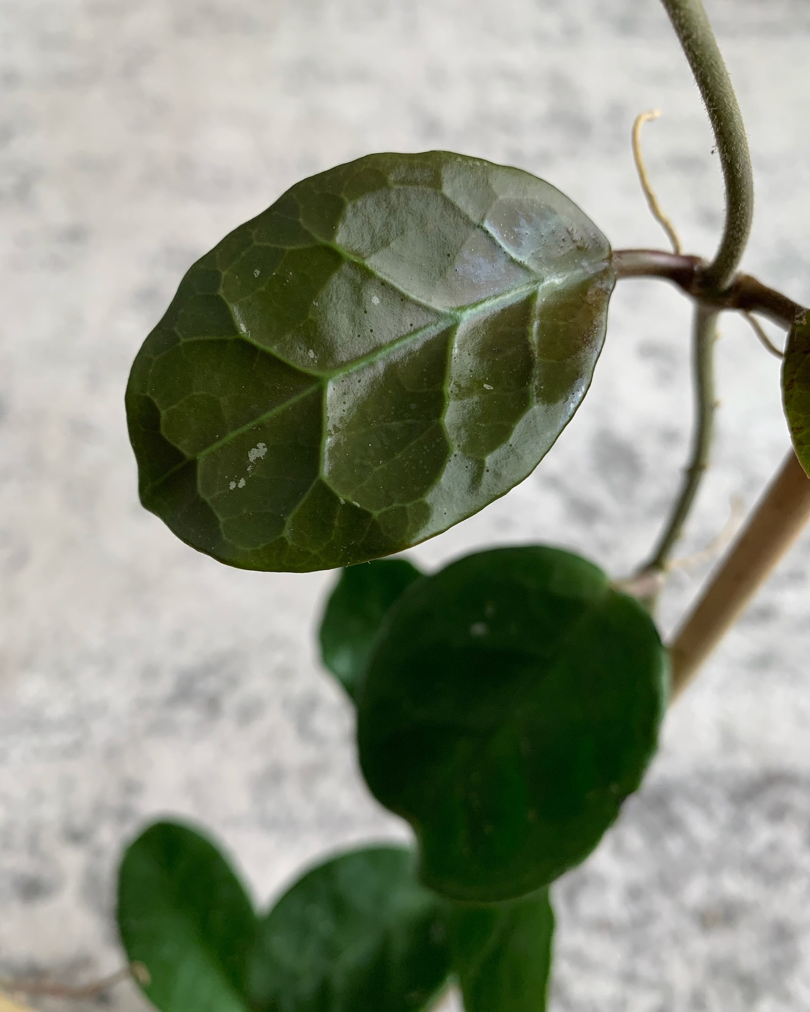 Simple Morea - Hoya 'Breelynn' Breelynn = Hoya aff. Acuta... | Facebook