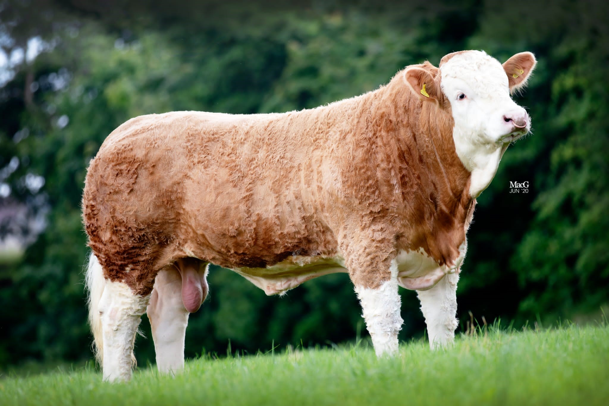 British Simmental Cattle Society - ANNICK KLONDYKE 19 EX92 Out of ...