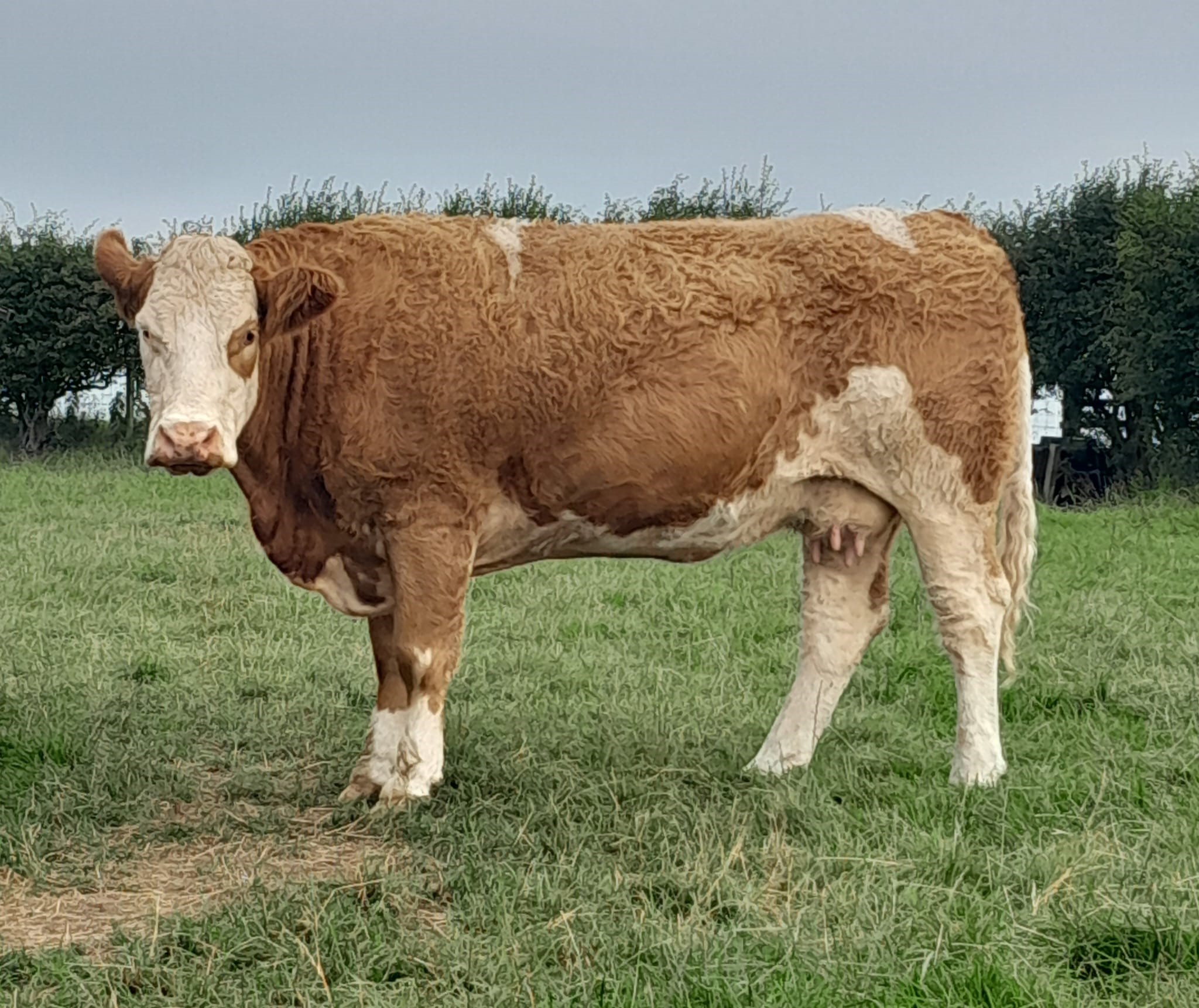 British Simmental Cattle Society - ANNICK DIAMOND'S KYLIE GP 82 A full ...