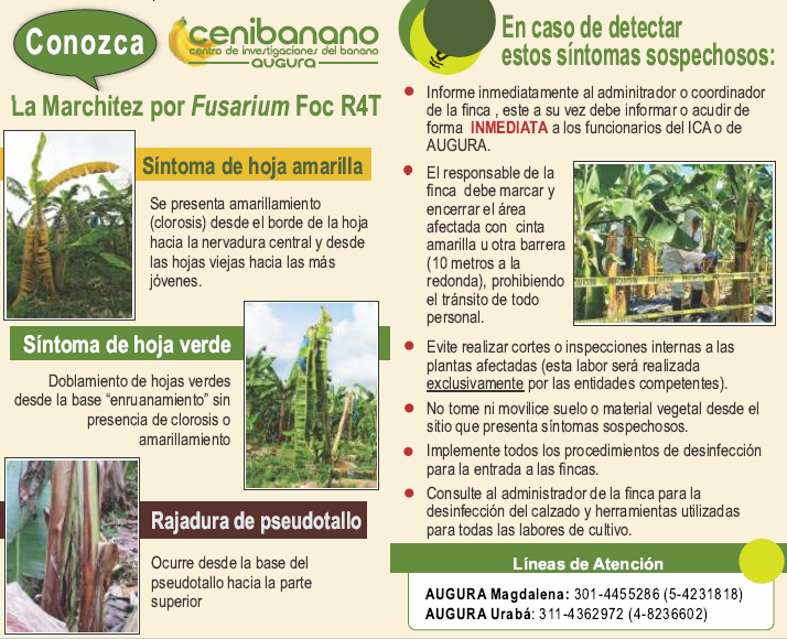 Bananotecnia - Principales síntomas de la marchitez por...
