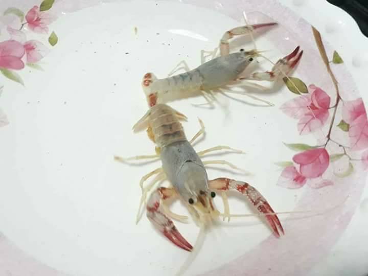 Smile Crayfish