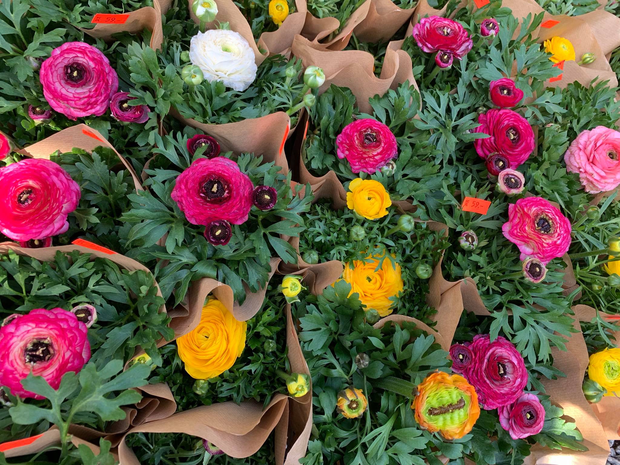 Ranunkel og nydelig gul primula.... - Det Danske Gartneri as