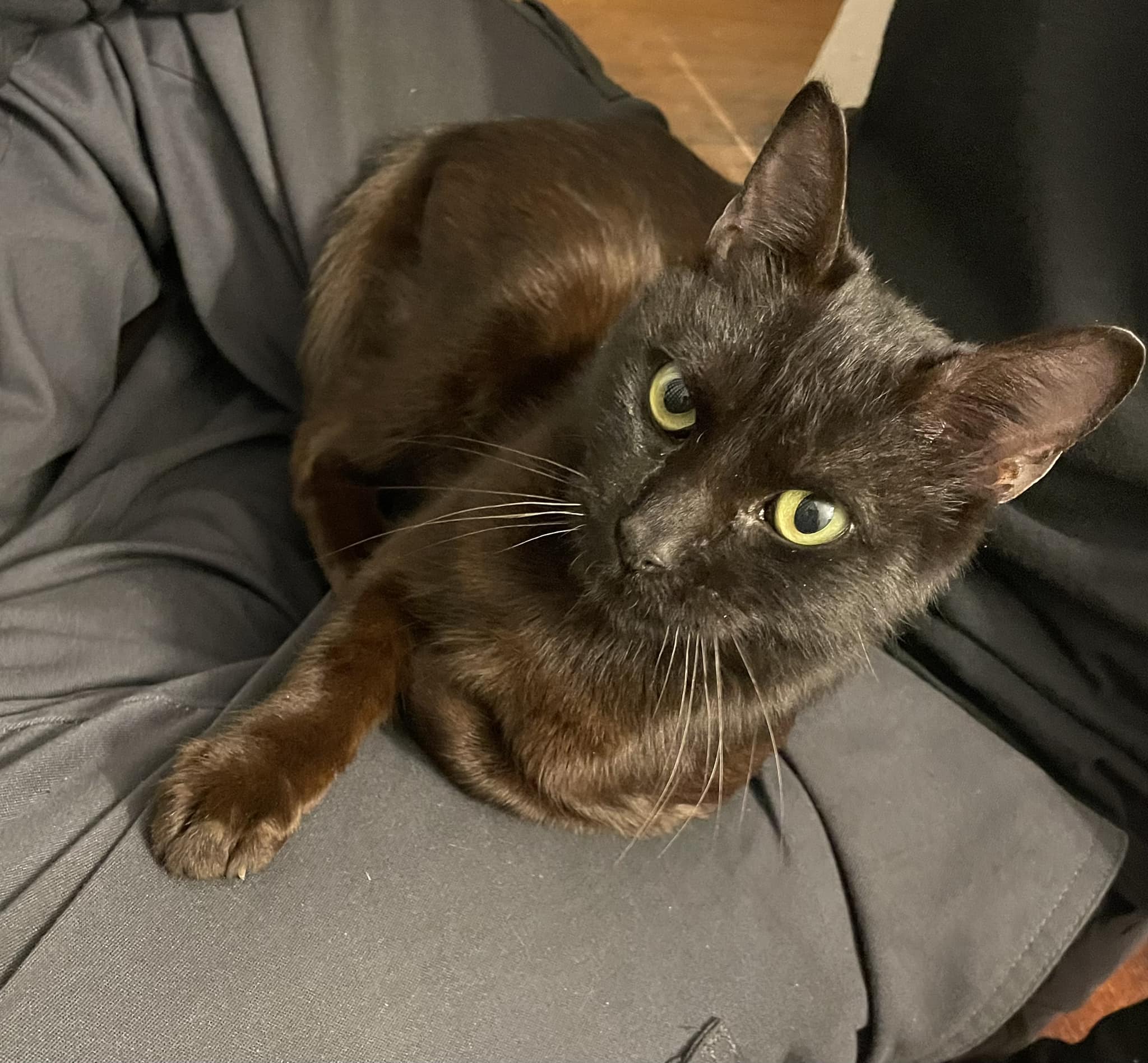 Hello, I came on here as I recently believe I adopted a Havana 