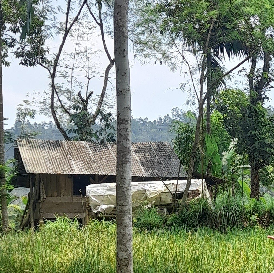 Building the ultimate jungle escape from sunrise to sunset. This fast ...