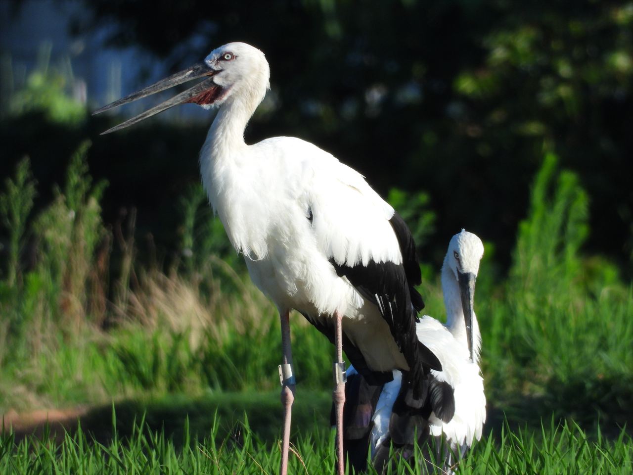 コウノトリが家の近くの田圃の畔に2時間以上もいました。2025年7