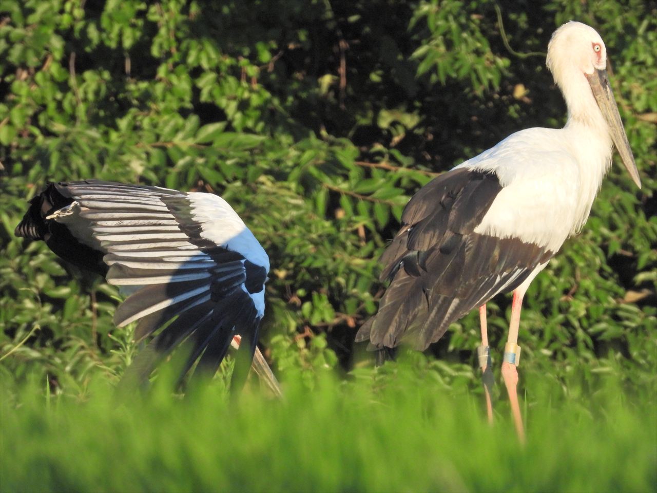 コウノトリが家の近くの田圃の畔に2時間以上もいました。2025年7