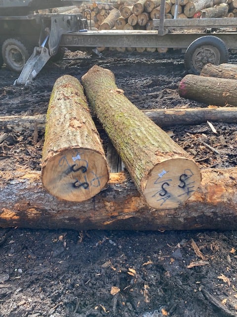 Ezzi Forest Exports LLC - Log / Timber / Lumber Exports | Houston TX