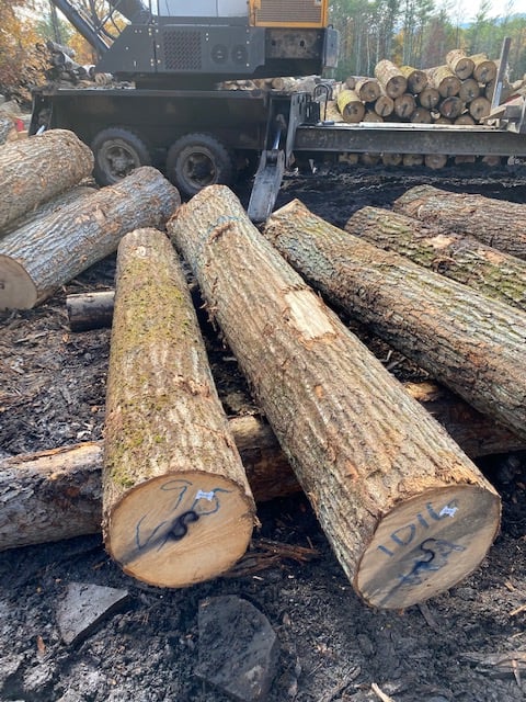 Ezzi Forest Exports LLC - Log / Timber / Lumber Exports | Houston TX