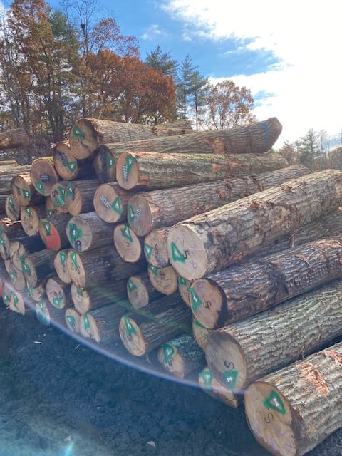 Ezzi Forest Exports LLC - Log / Timber / Lumber Exports | Houston TX