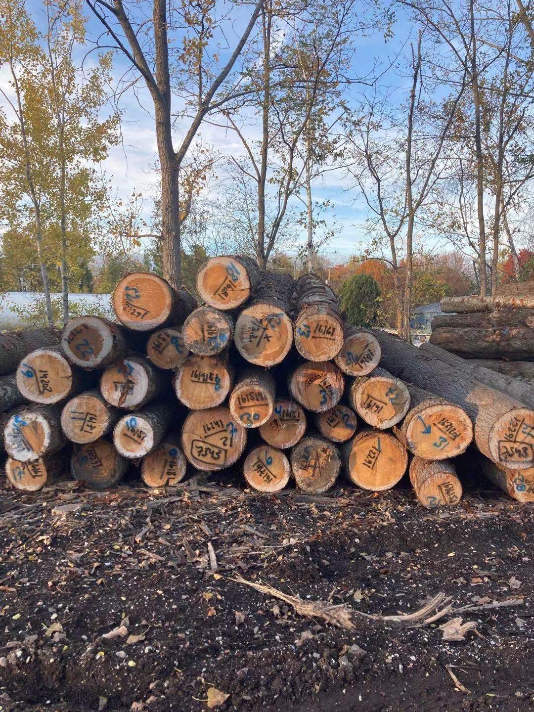 Ezzi Forest Exports LLC - Log / Timber / Lumber Exports | Houston TX