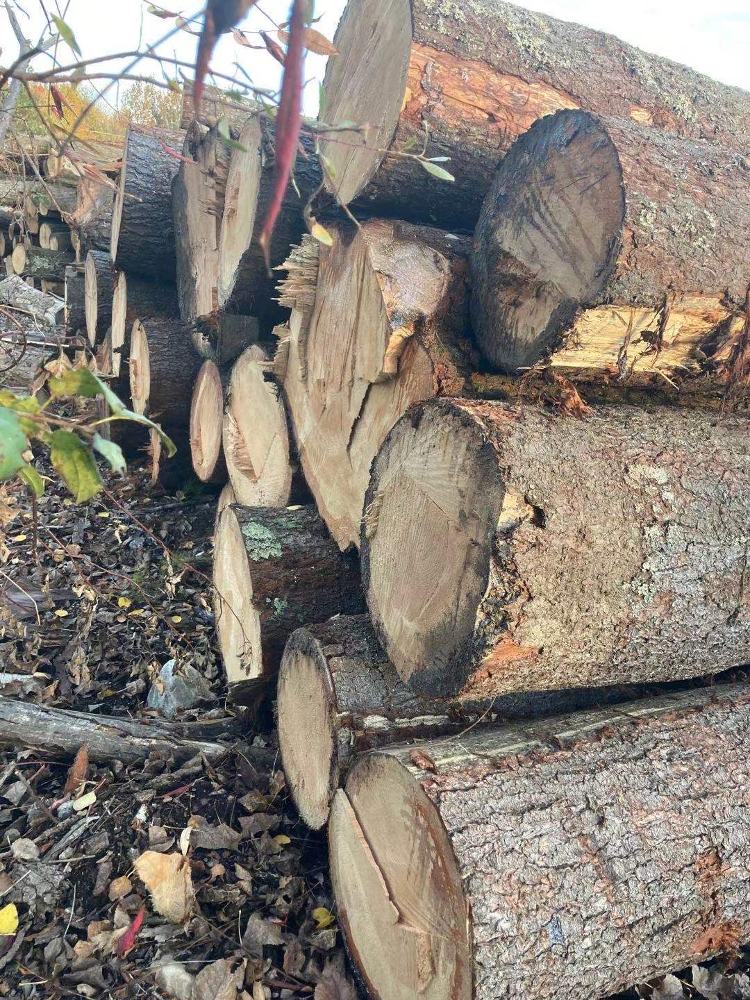 Ezzi Forest Exports LLC - Log / Timber / Lumber Exports | Houston TX