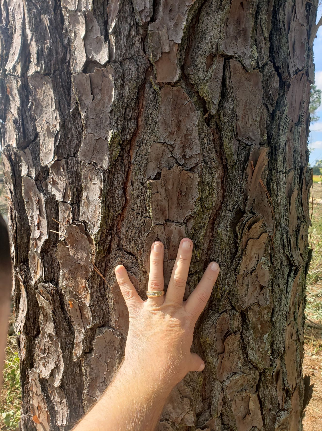 Ezzi Forest Exports LLC - Log / Timber / Lumber Exports | Houston TX