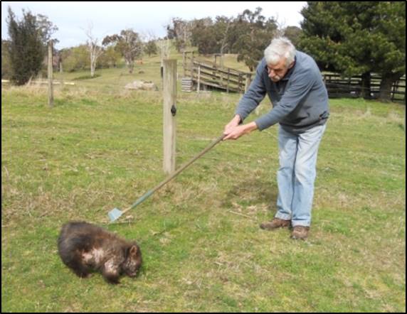WHAT IS A POLE &... - Wombat Protection Society of Australia | Facebook