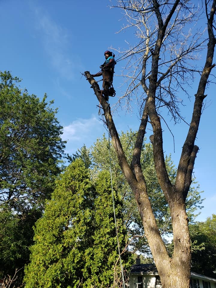 C M Tree Services LLC