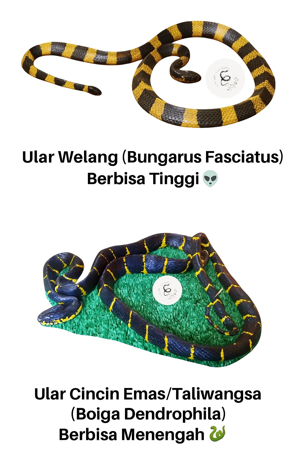🐍👽Yuk Mengenal Perbedaan Ular Welang... - Deni Tri Anggoro | Facebook