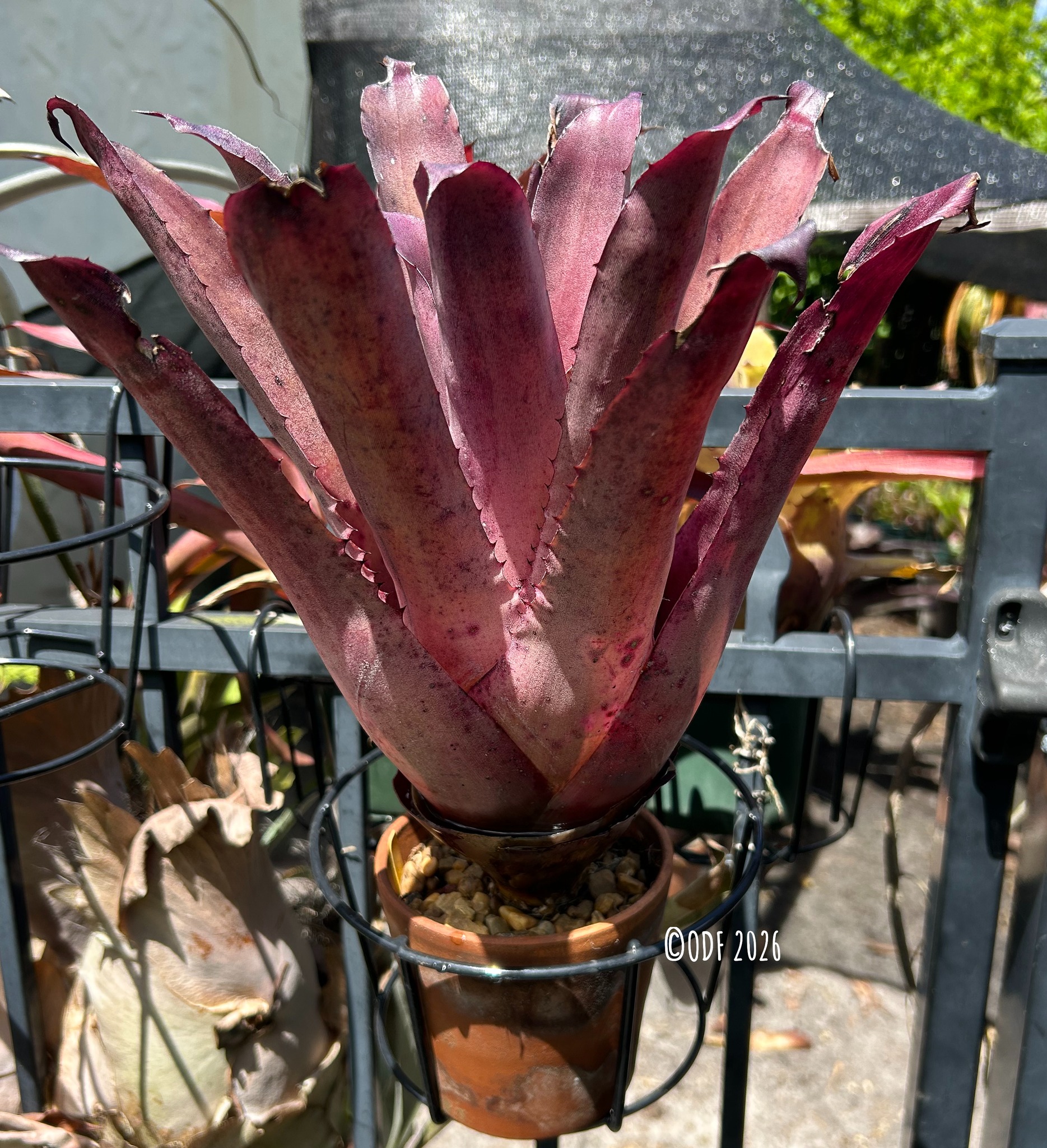 Hohenbergia Leopoldo Horstii x Hohenbergia Castellanosii