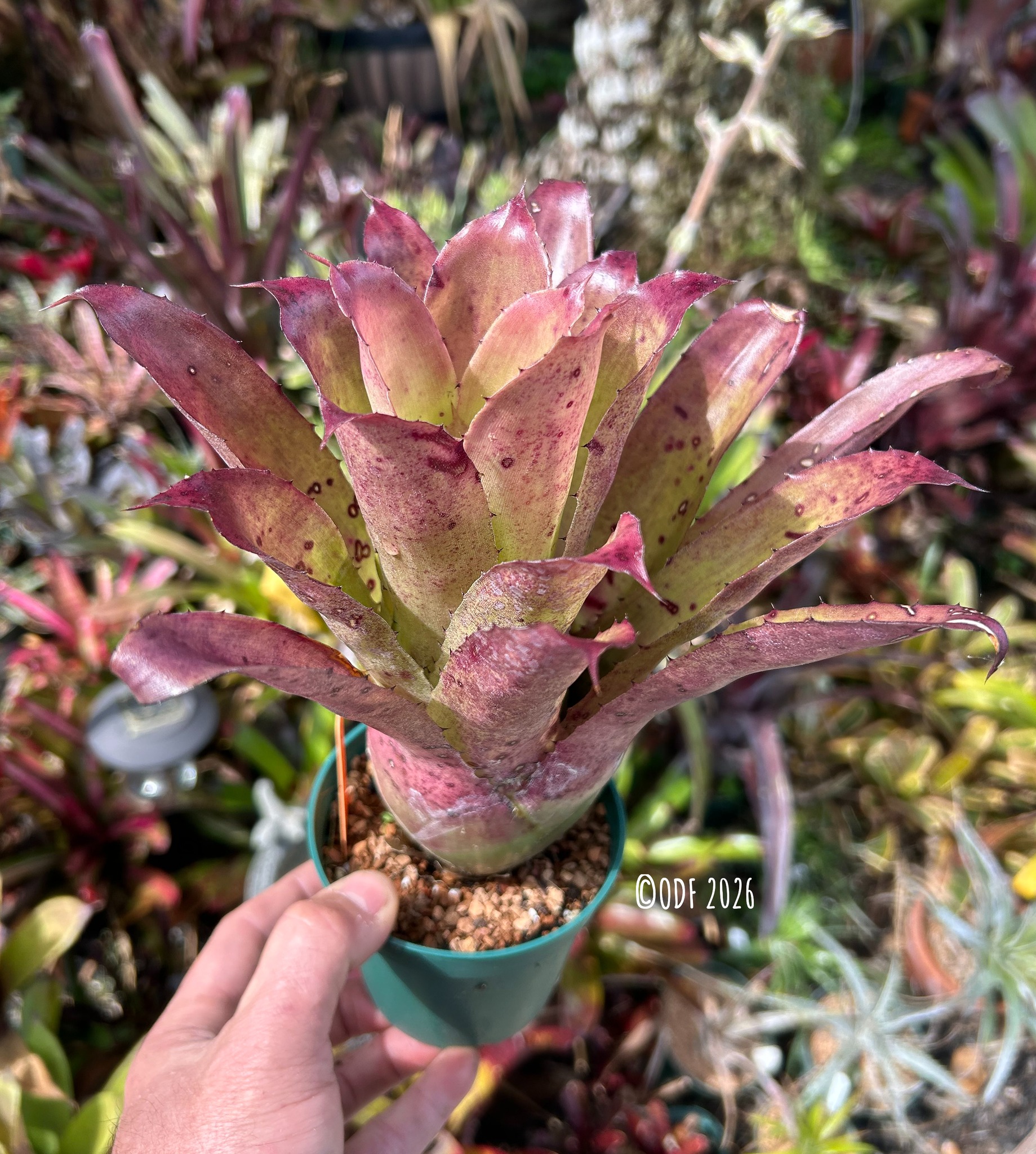 Hohenbergia leopoldo-horstii hybrids from the collection doing