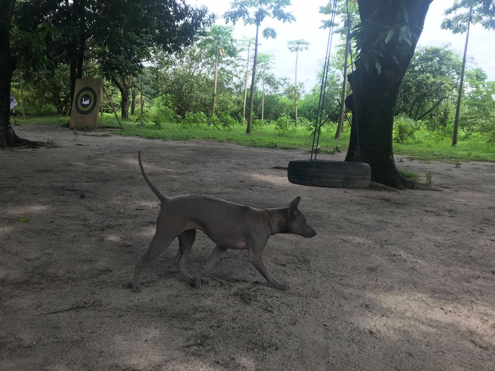 TRB Thai Ridgeback Philippines | Mabalacat