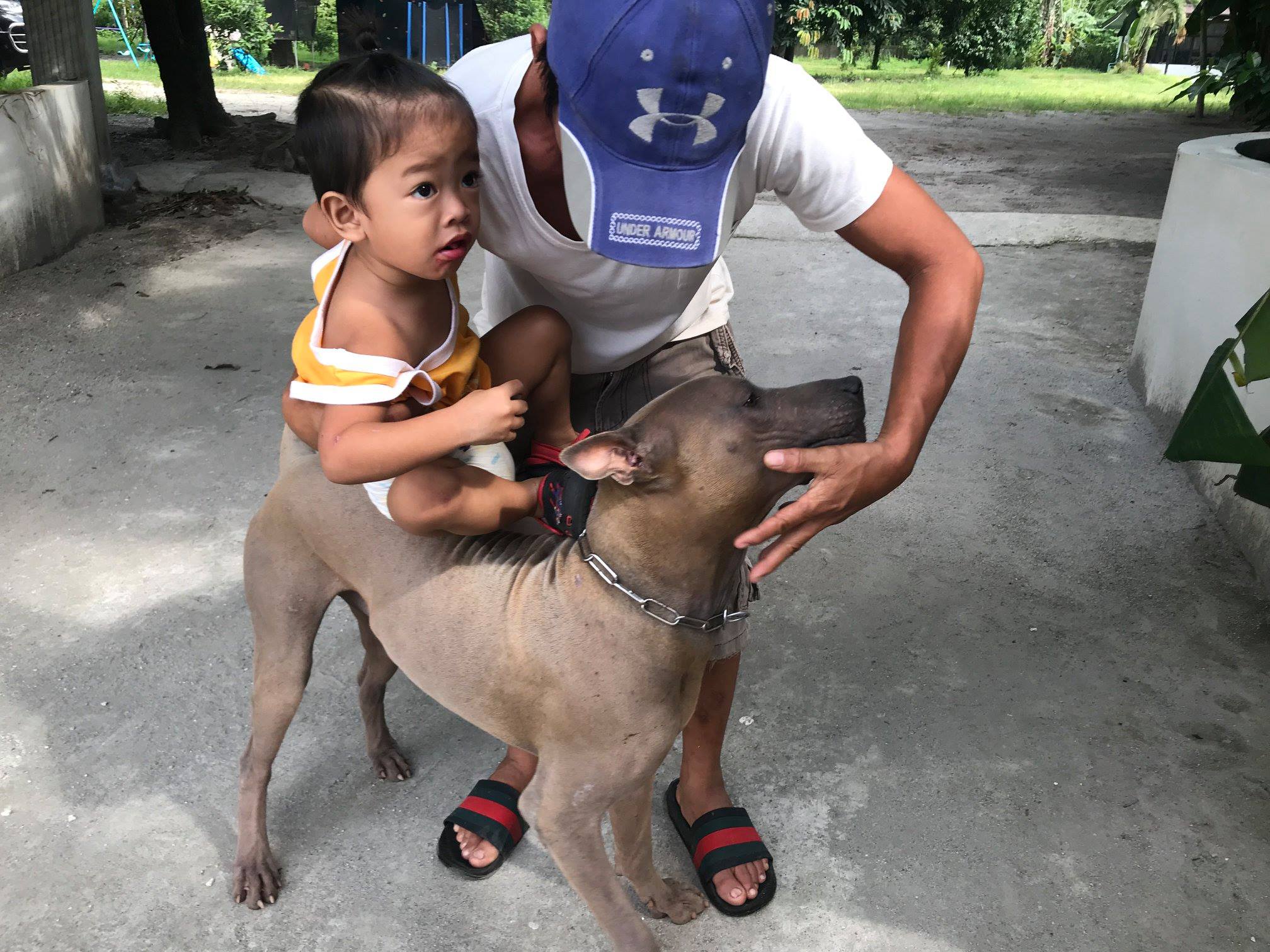 TRB Thai Ridgeback Philippines | Mabalacat