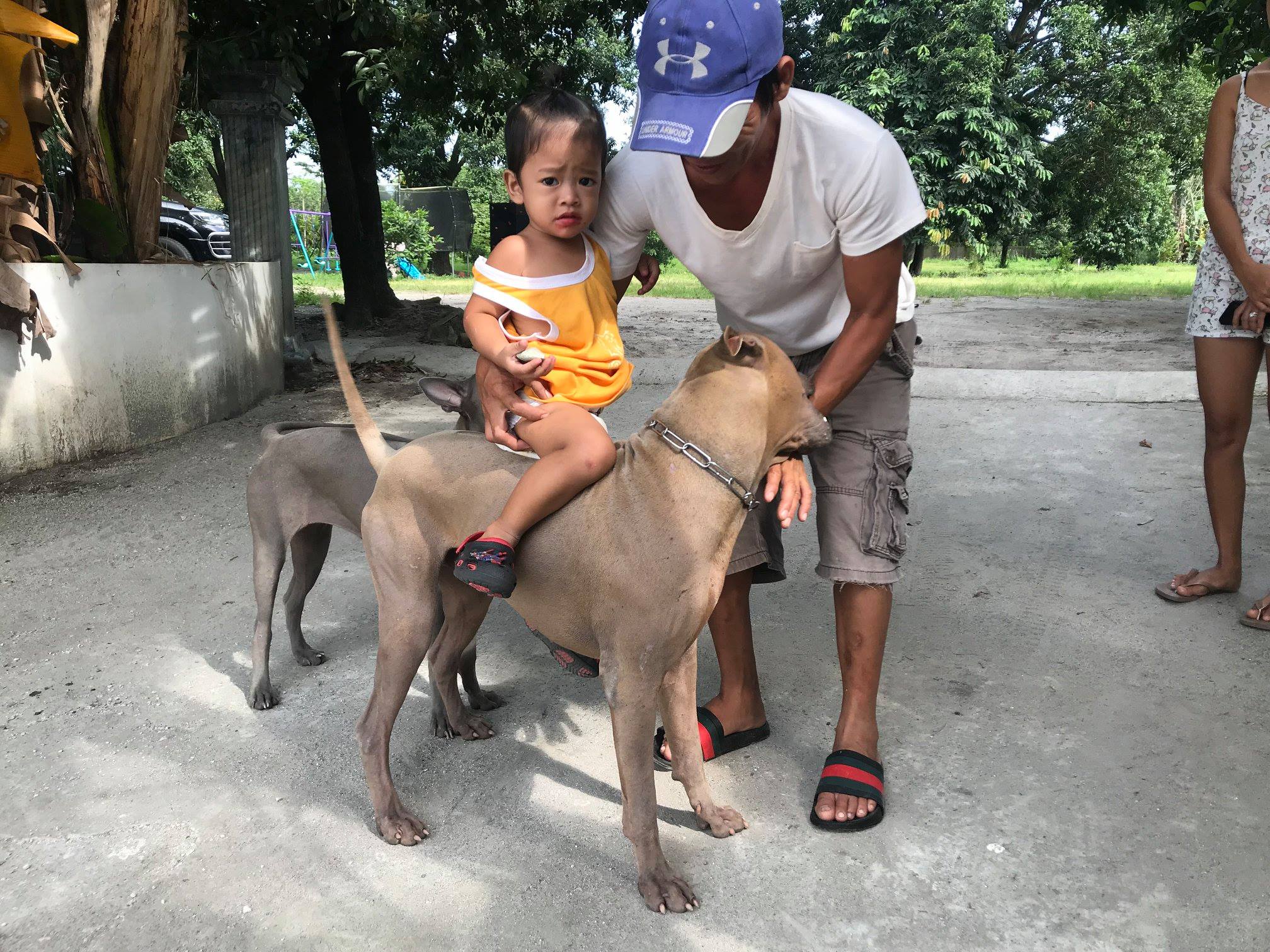 TRB Thai Ridgeback Philippines | Mabalacat