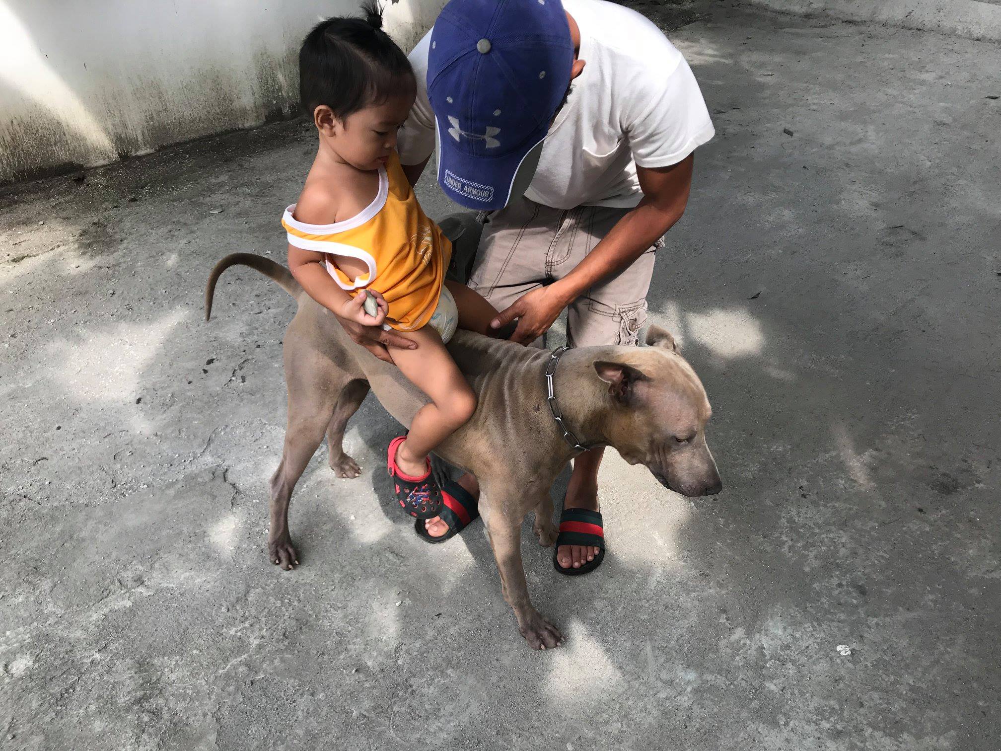 TRB Thai Ridgeback Philippines | Mabalacat