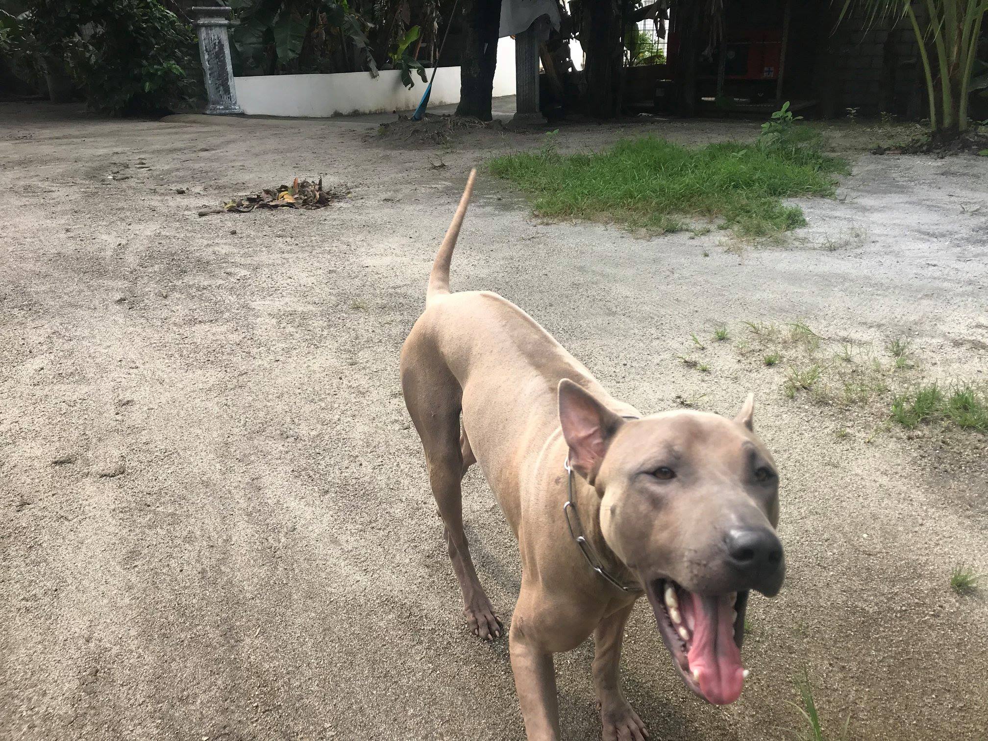 TRB Thai Ridgeback Philippines | Mabalacat