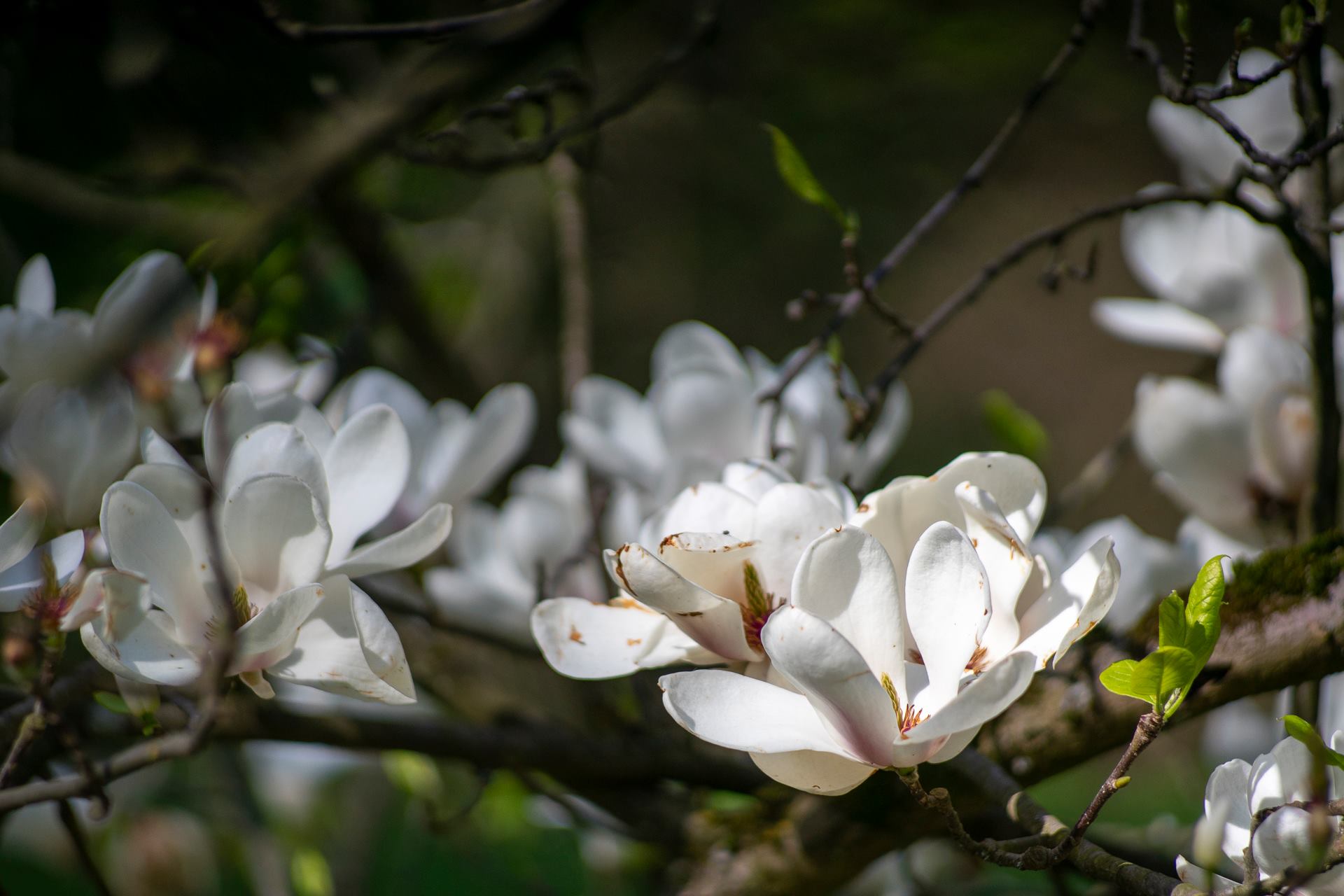 Parcul Dendrologic Simeria | Simeria