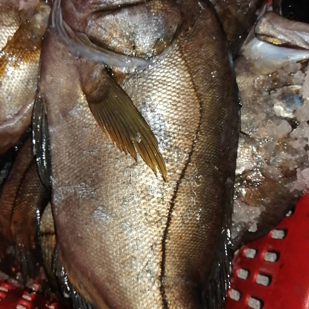 Bahia Salada Fish
