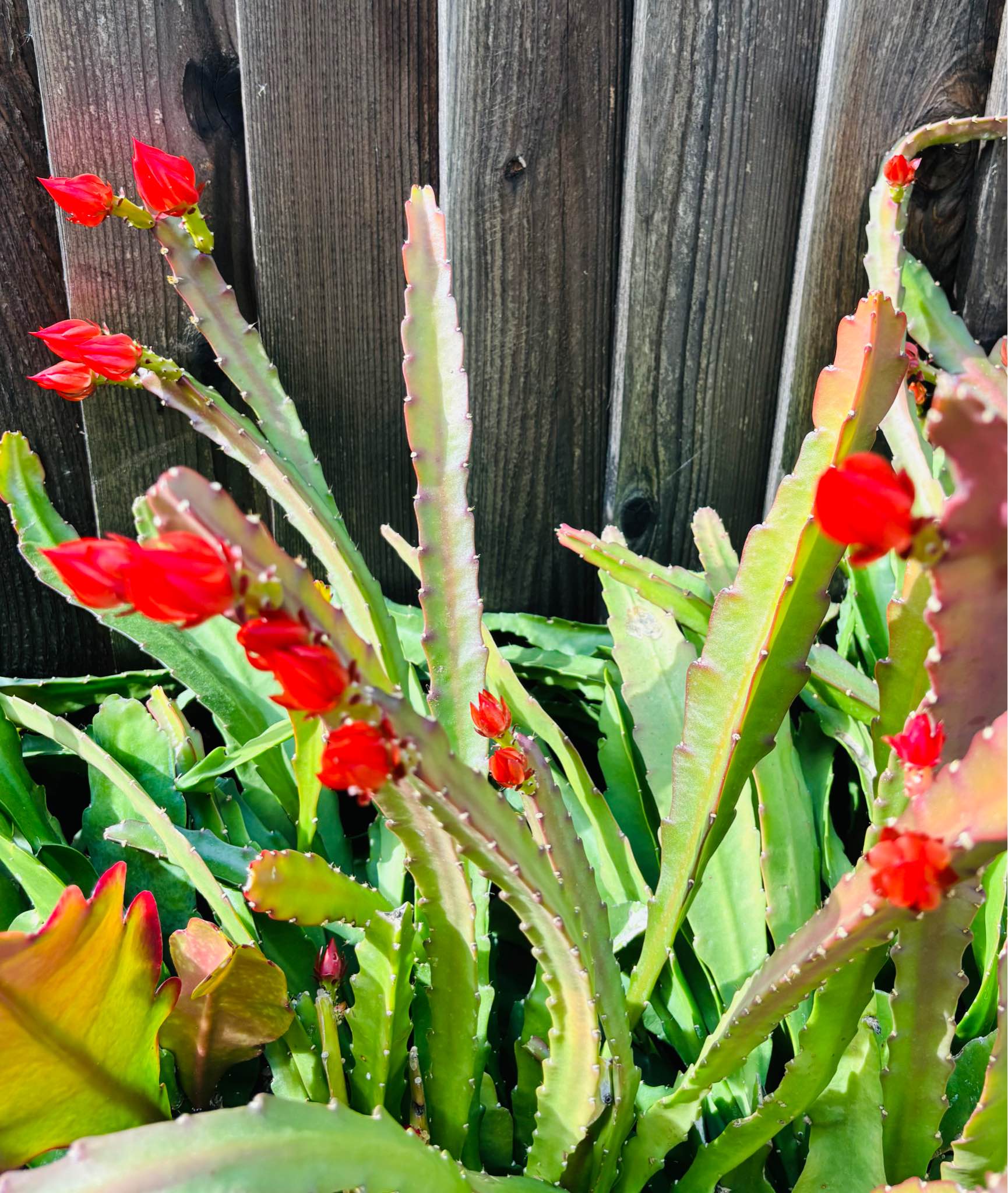 Red Orchid Cactus Rooted Epiphyllum in 8 inch pot. Flowers are showed ...
