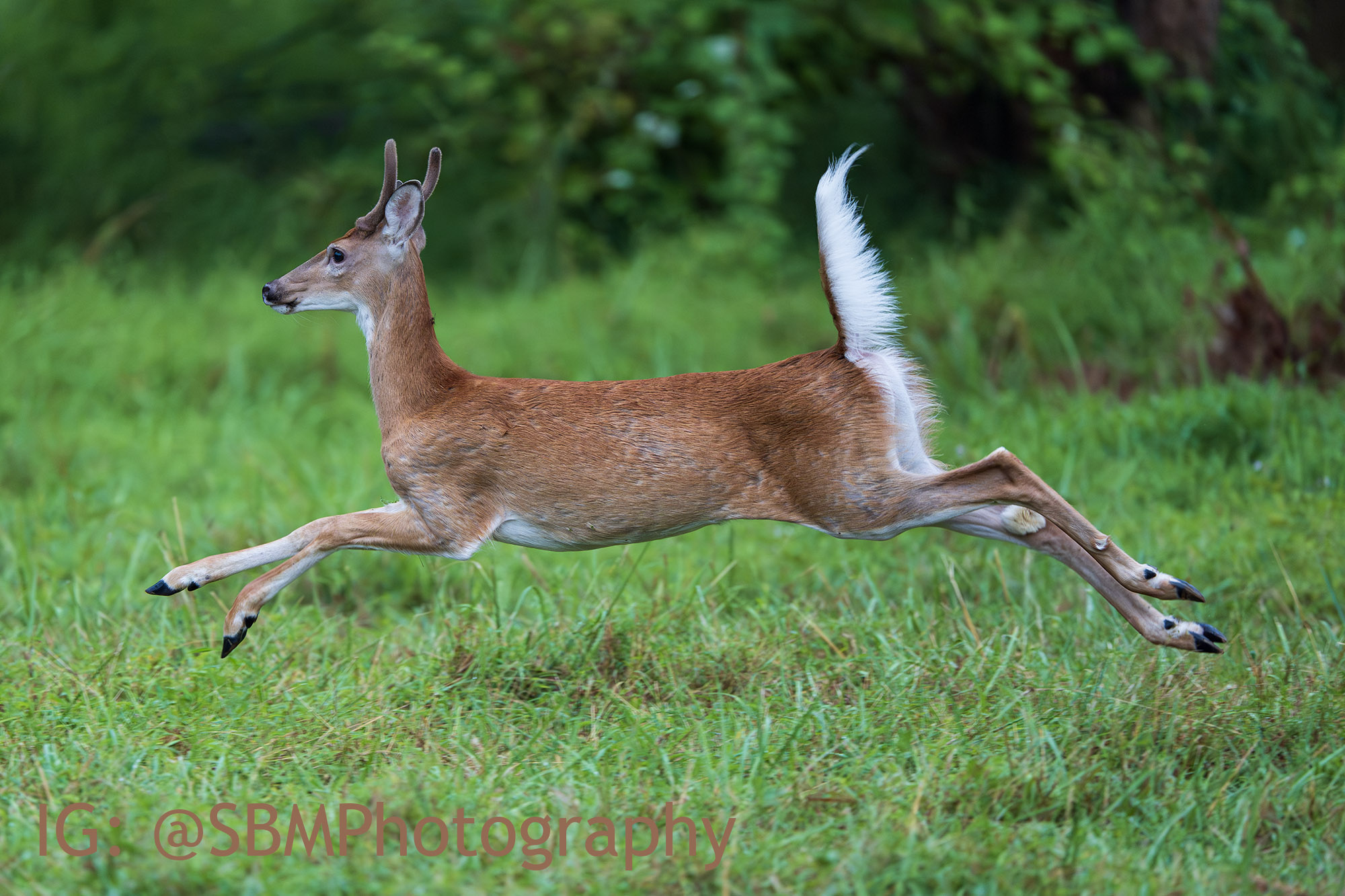 Pennsylvania Photography with Uncovering PA | Flying whitetail deer ...