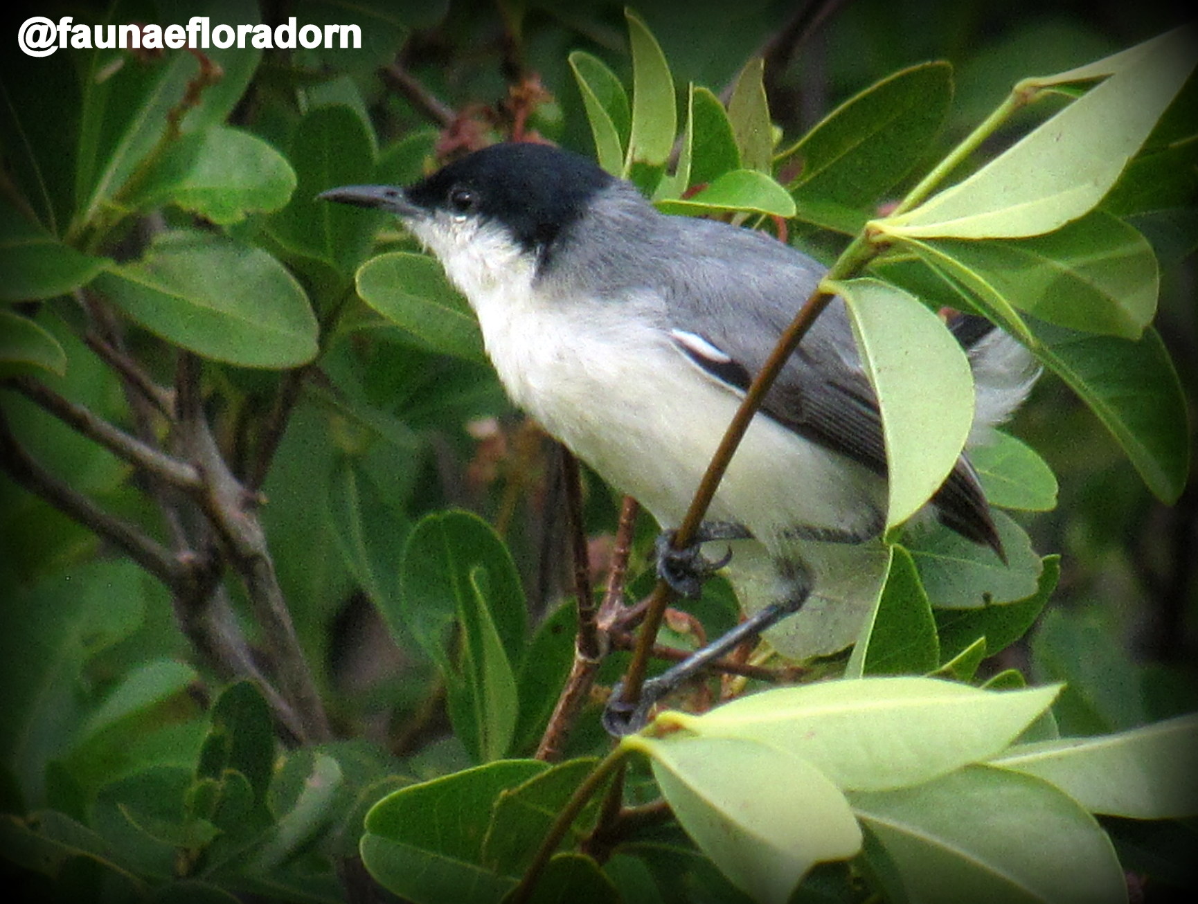 Fauna e Flora do RN - Boa noite!😍 Balança-rabo-de-chapéu-preto ...