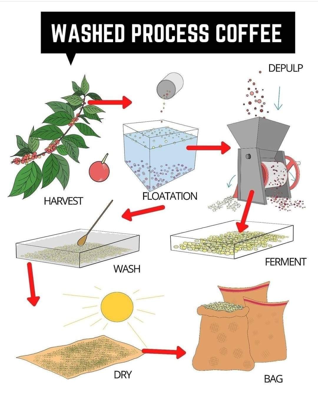 หลังบ้านการกาแฟ - WASHED PROCESS บางคนก็เรียกว่า Wet... | Facebook