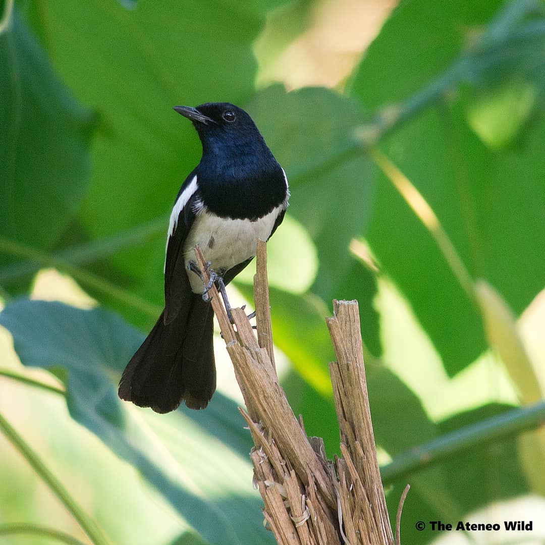 The Ateneo - Of the many black and white (pied) birds on campus, the ...