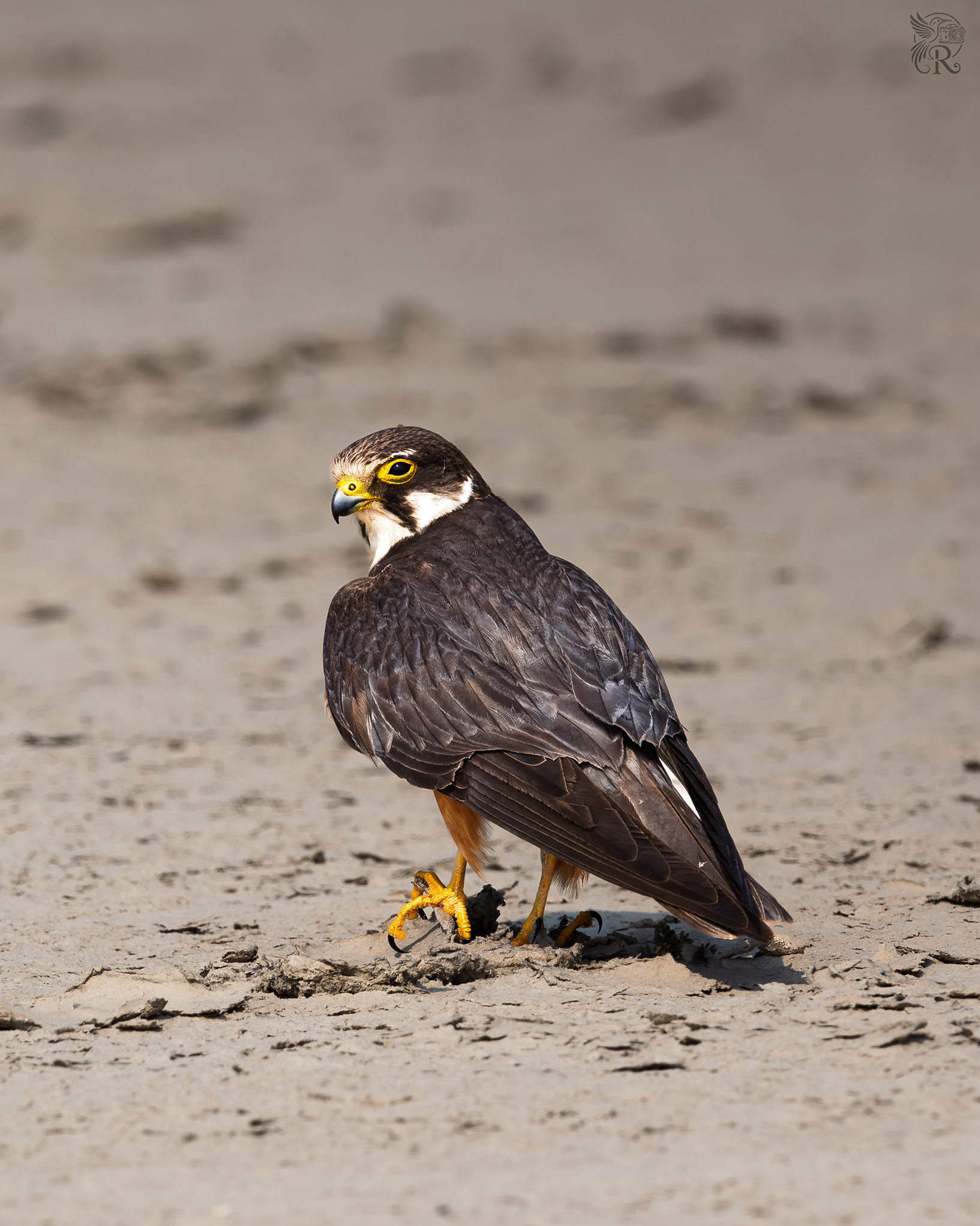 Indian Birds | Another of the beautiful small raptor .. | Facebook