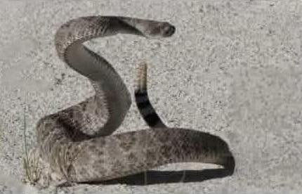 Mike - I heard when a rattlesnake is mad and shakes it's rattle at you ...