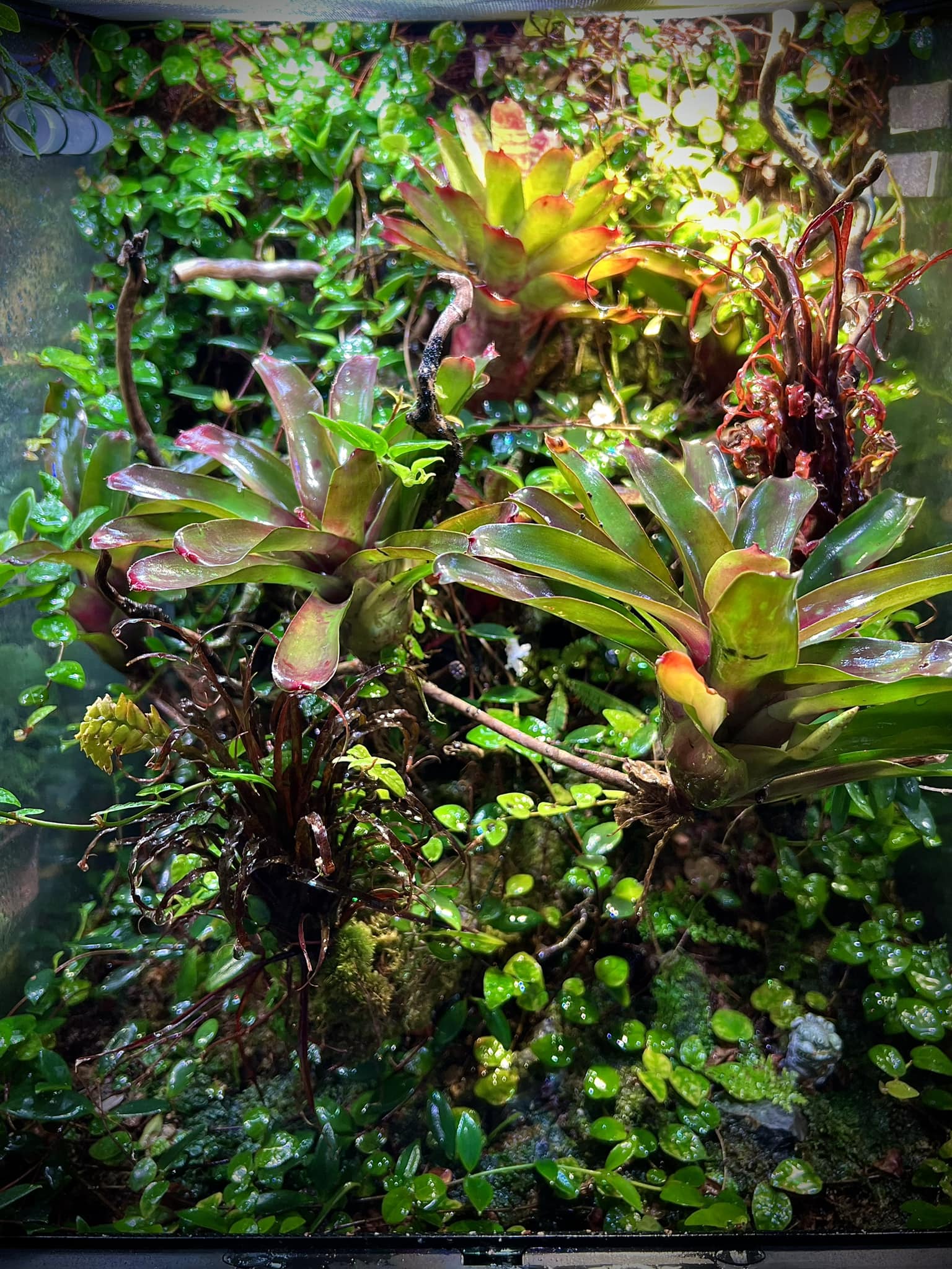 Exoterra 45x45x60 terrarium for Lygodactylus williamsi geckos and