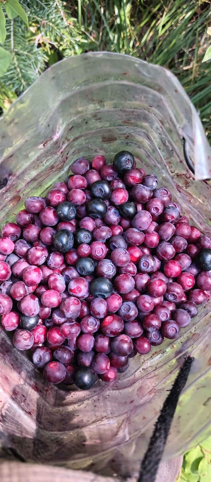 Fresh hand picked huckleberries